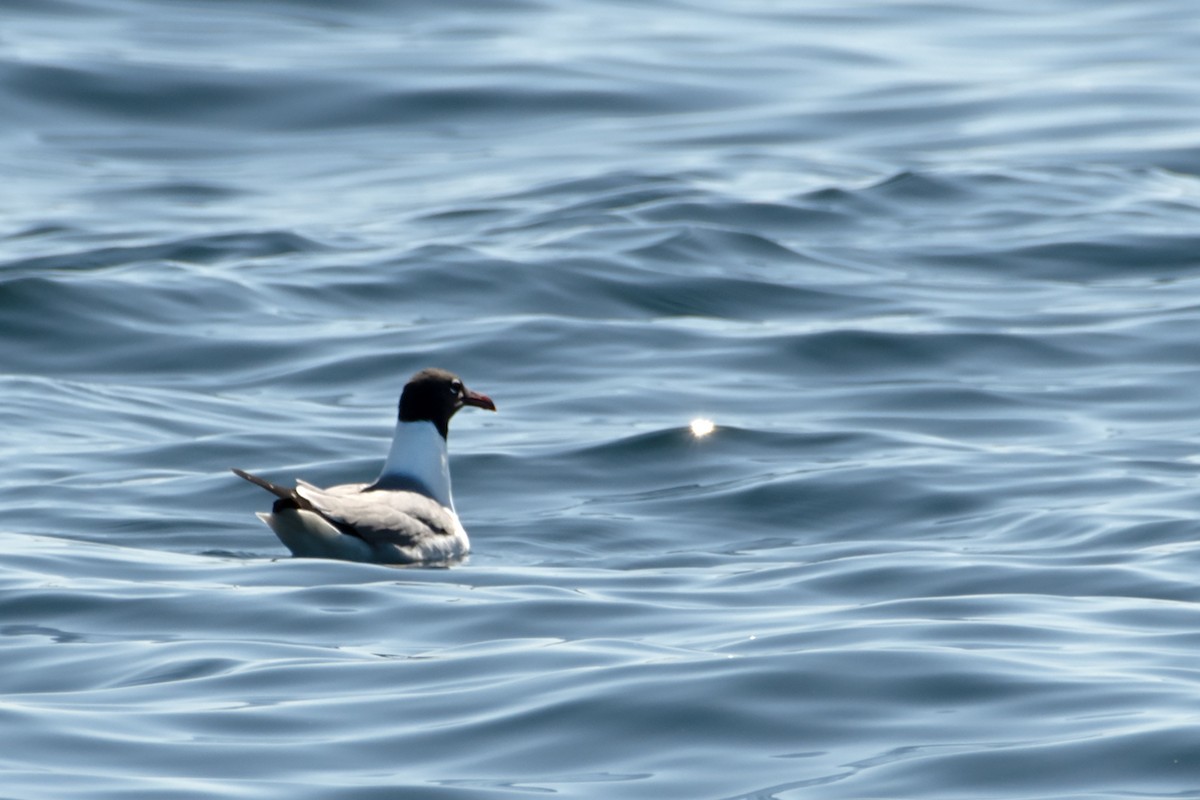 Mouette atricille - ML619880423