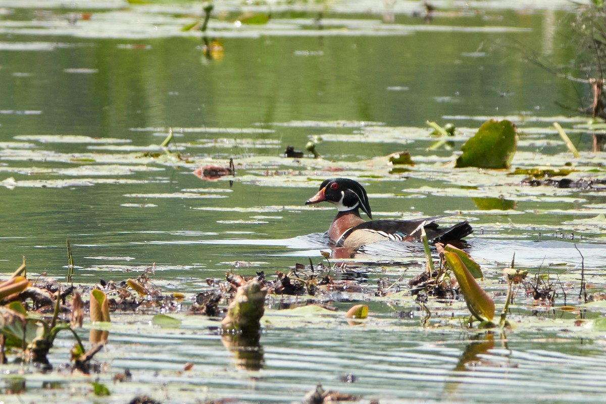 Wood Duck - ML619880431