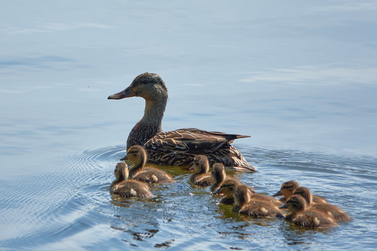 Mallard - ML619880438