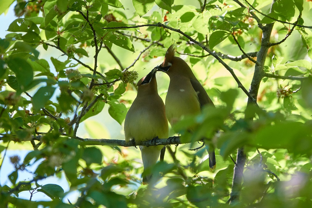 Cedar Waxwing - ML619880448