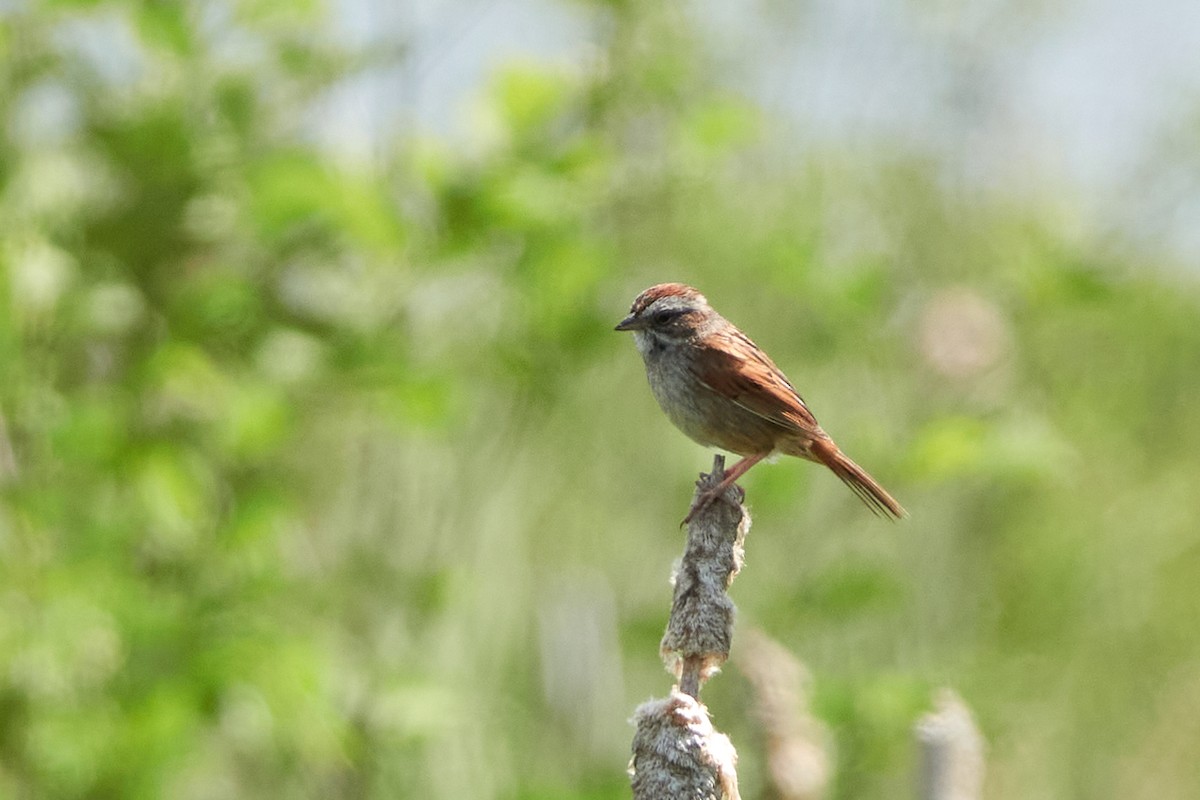 Swamp Sparrow - ML619880452