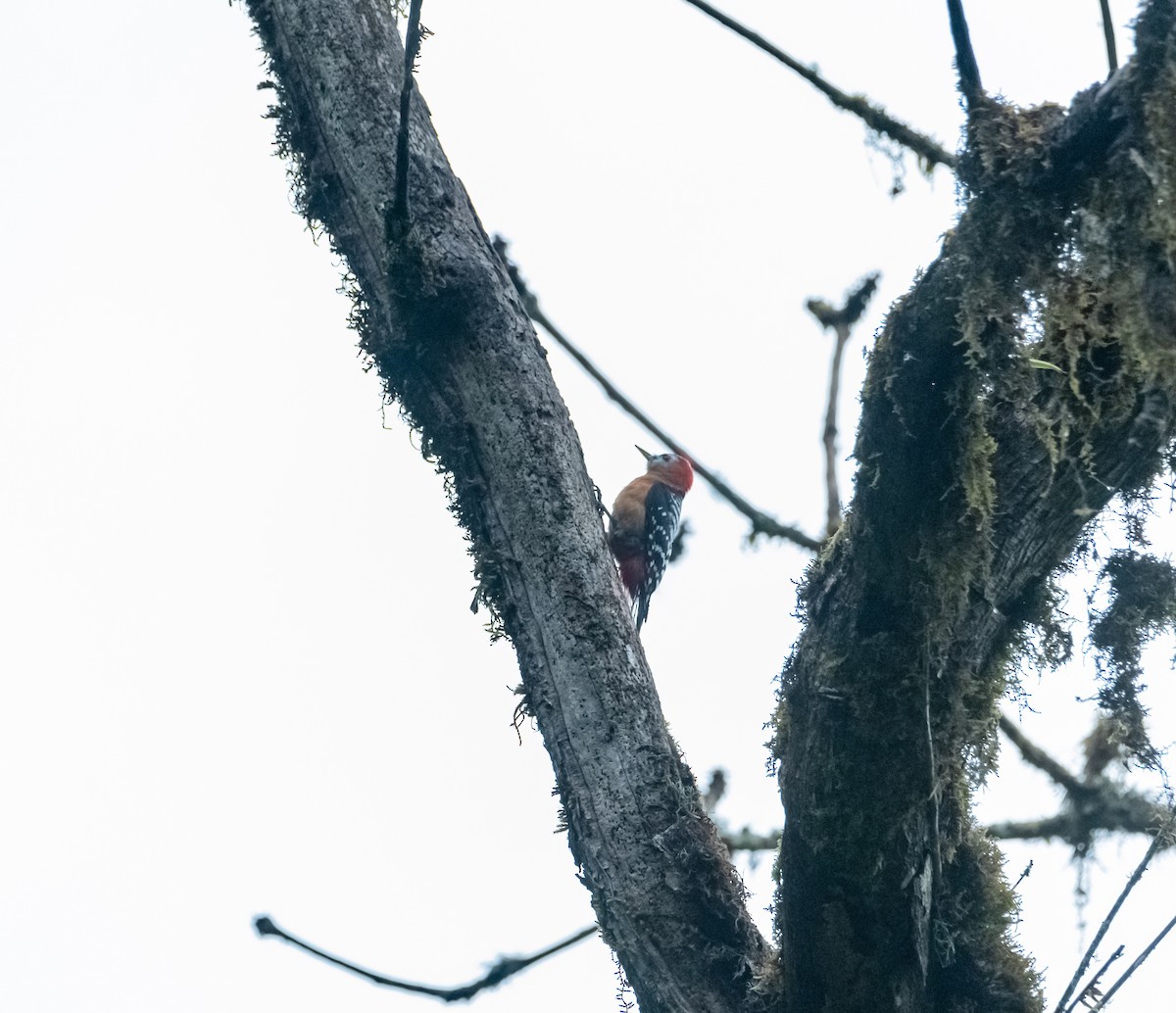 Rufous-bellied Woodpecker - ML619880455