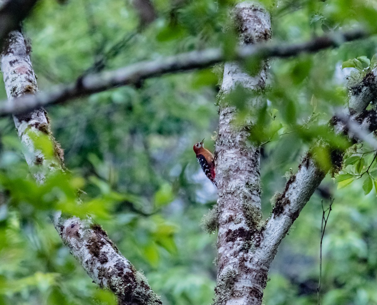 Rufous-bellied Woodpecker - ML619880456