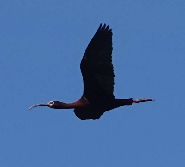 White-faced Ibis - ML619880459