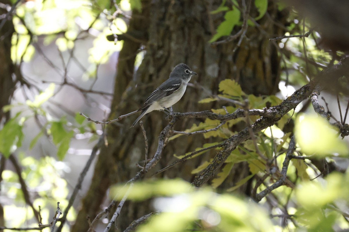 Plumbeous Vireo - ML619880463