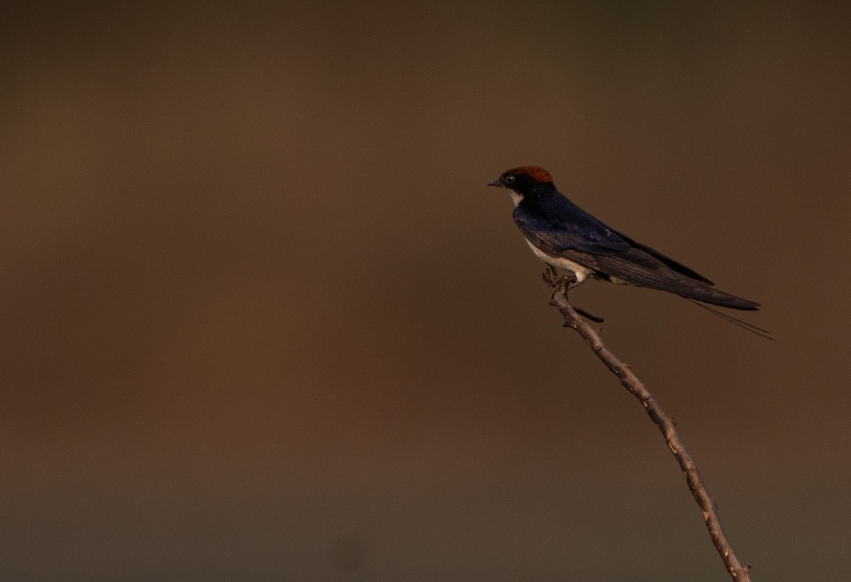 Wire-tailed Swallow - ML619880468