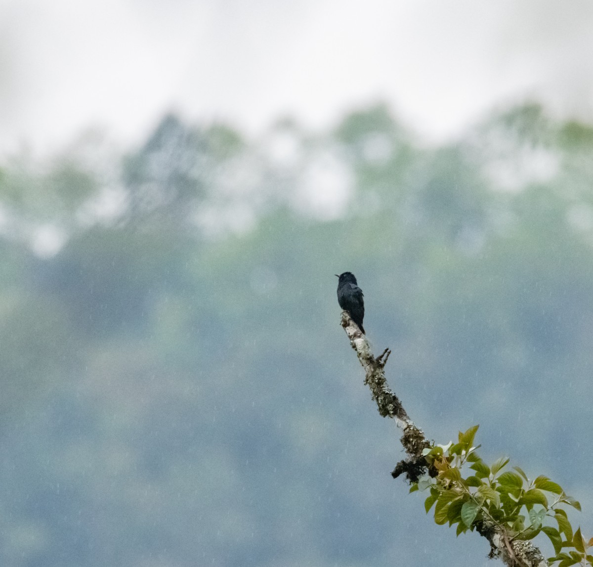 Square-tailed Drongo-Cuckoo - ML619880471