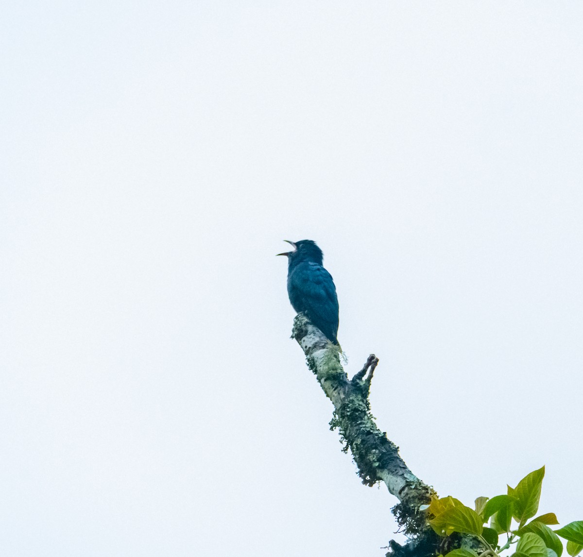 Cuclillo Drongo Colitruncado - ML619880472