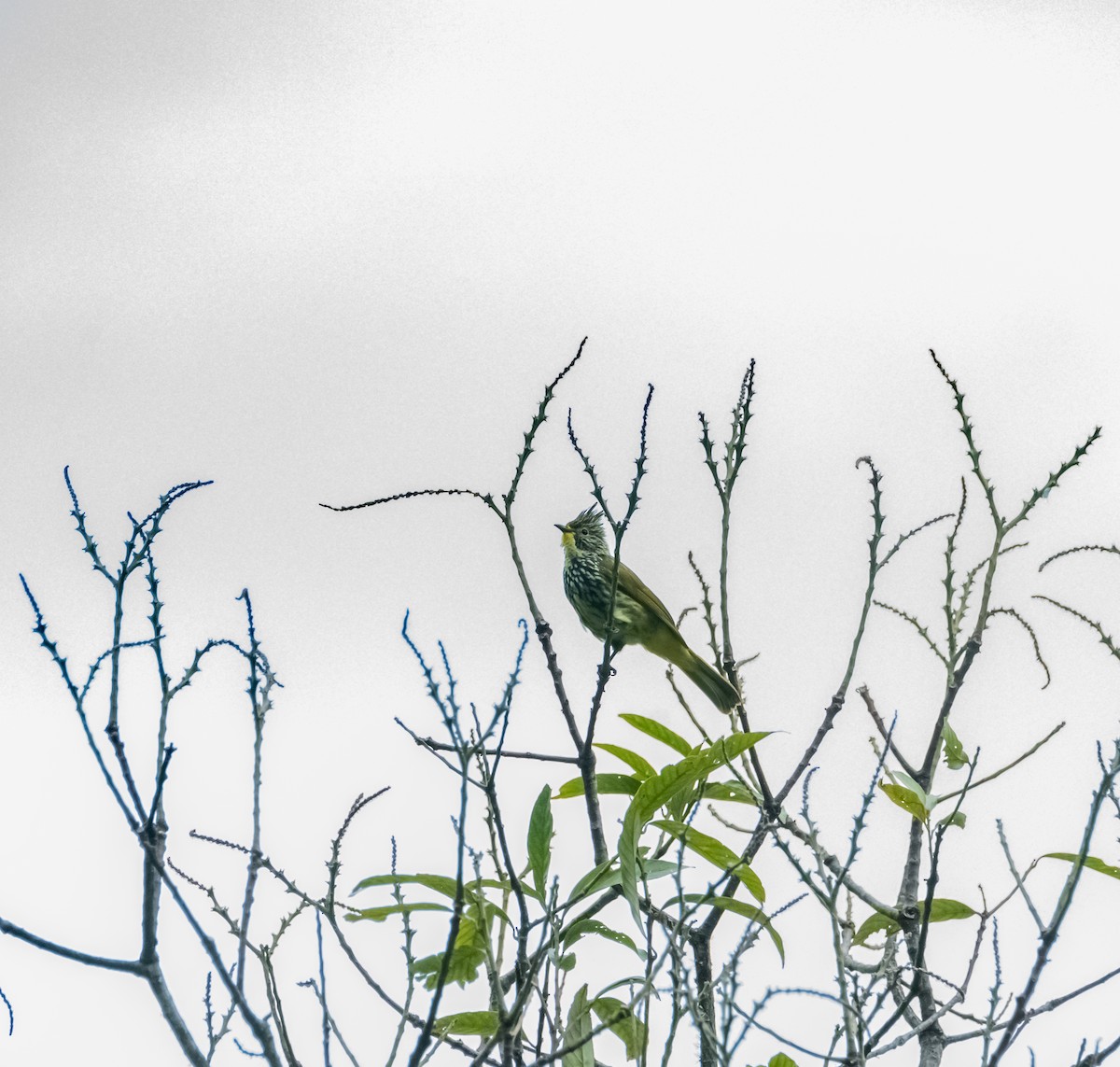 Bulbul Estriado - ML619880476