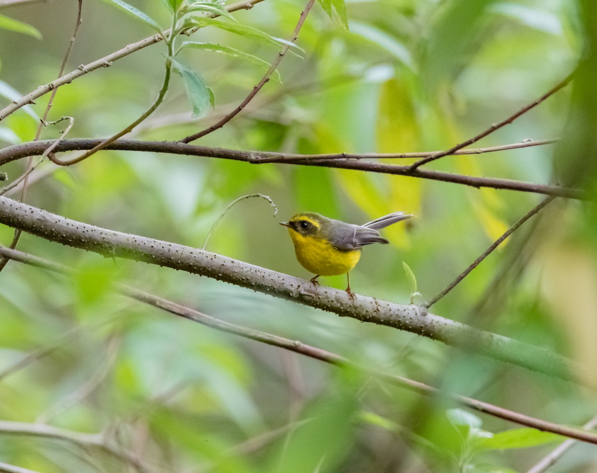 Yellow-bellied Fairy-Fantail - ML619880497