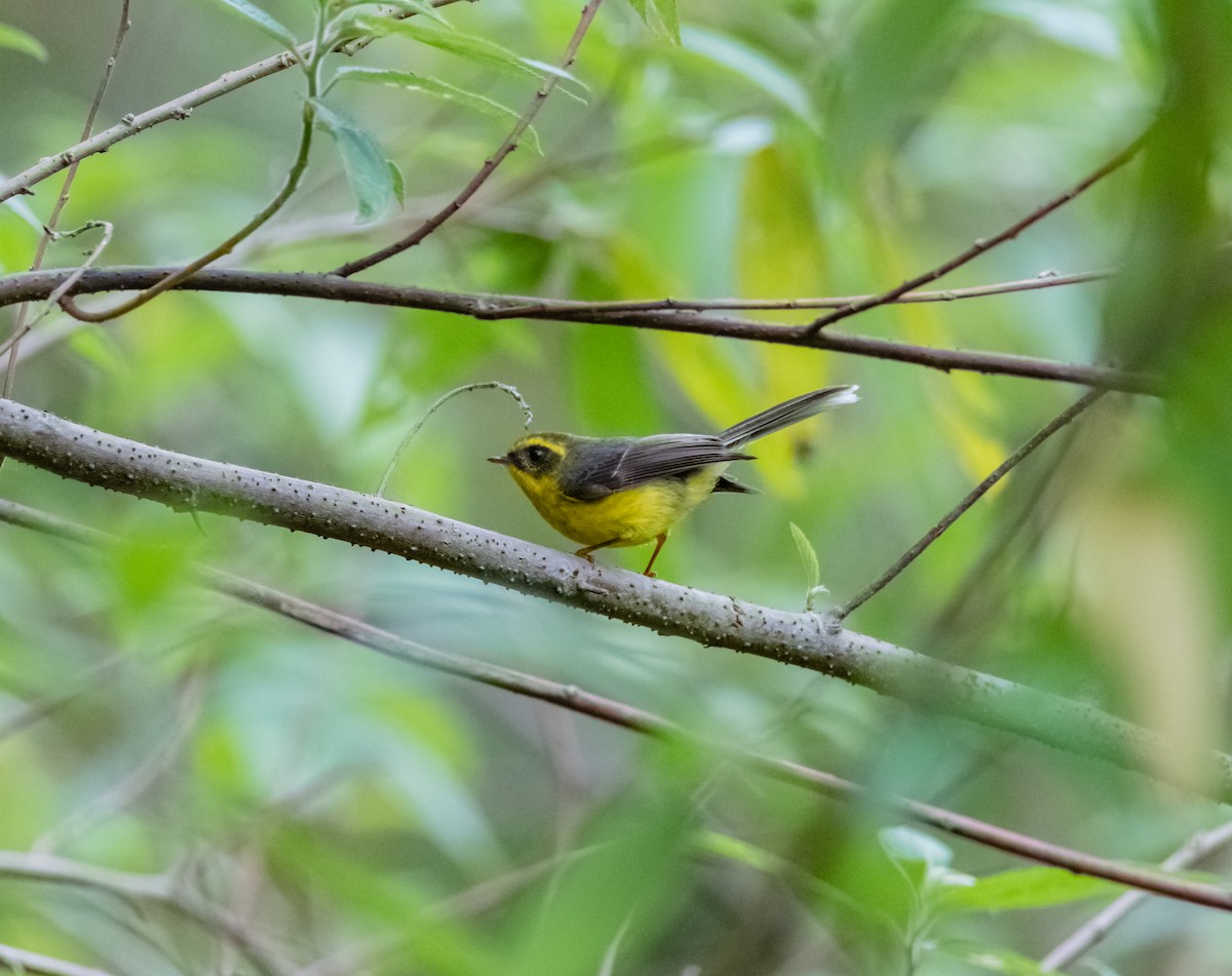 Yellow-bellied Fairy-Fantail - ML619880498
