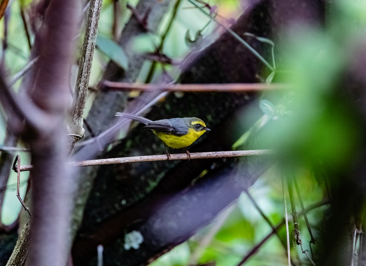 Yellow-bellied Fairy-Fantail - ML619880499