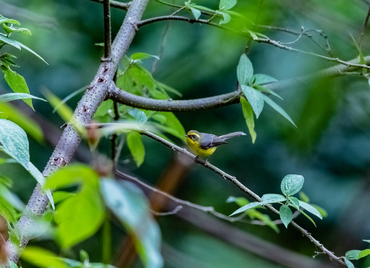 Yellow-bellied Fairy-Fantail - ML619880500