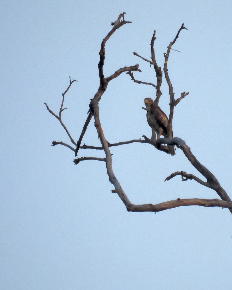 White-eyed Buzzard - ML619880520