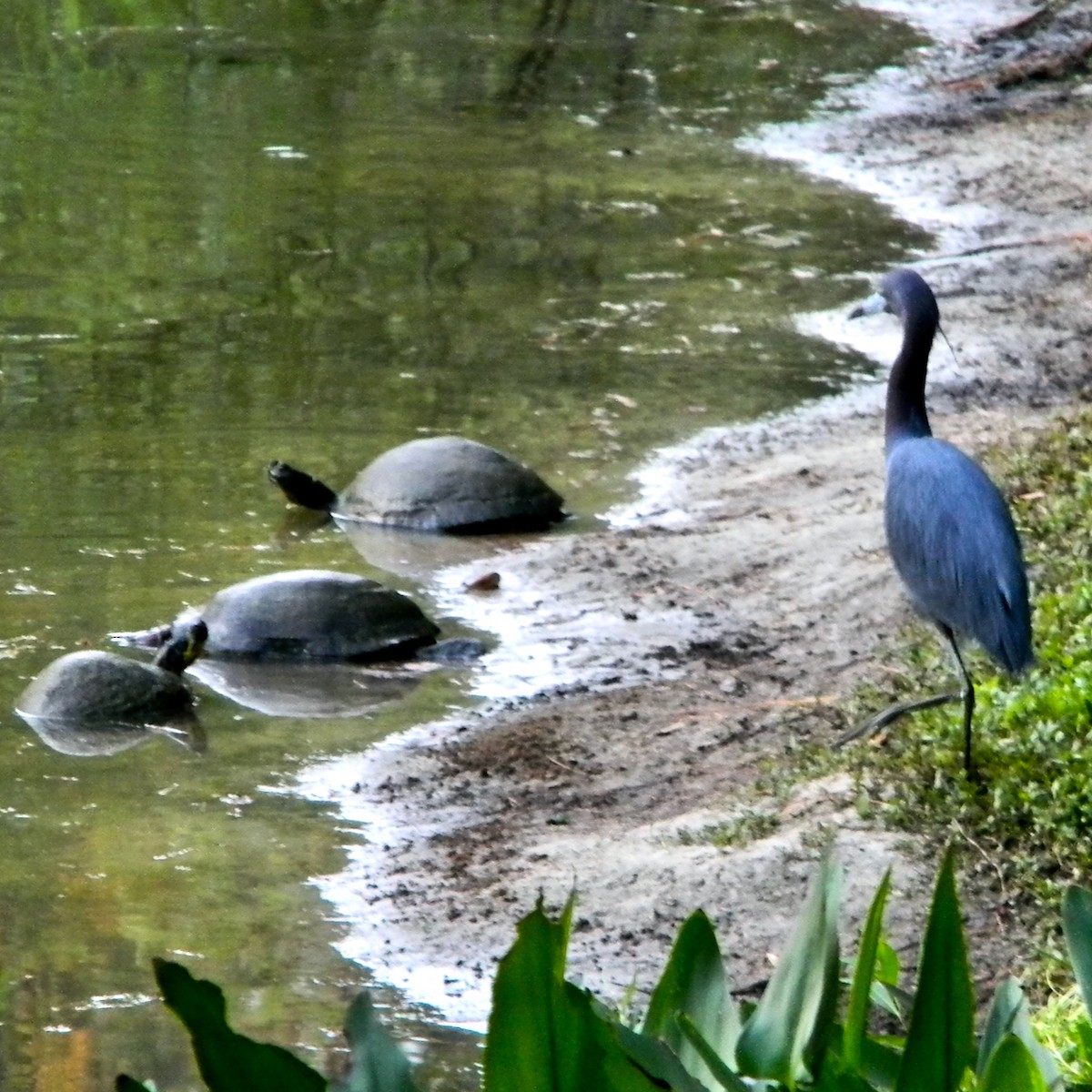 Little Blue Heron - ML619880521