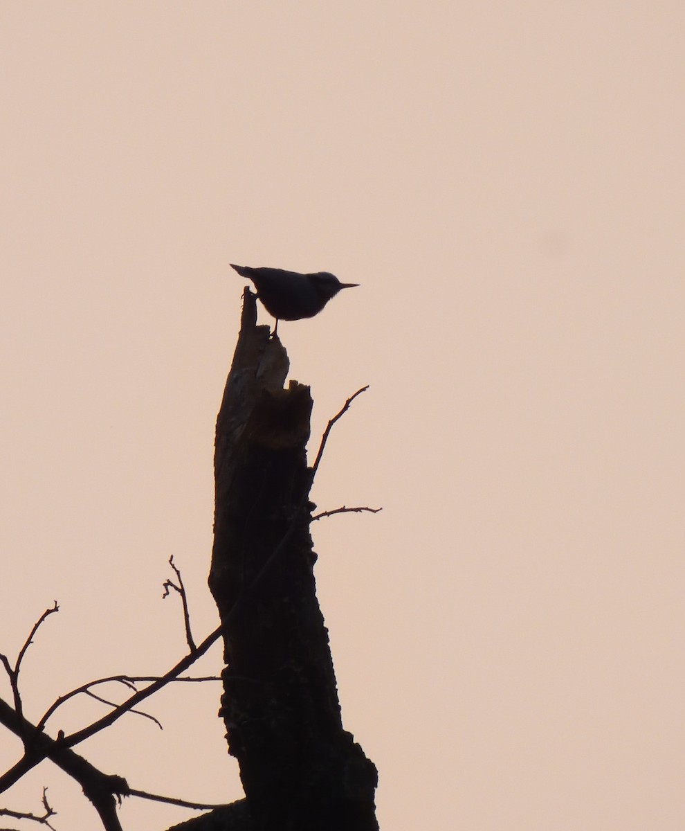 Indian Nuthatch - ML619880531