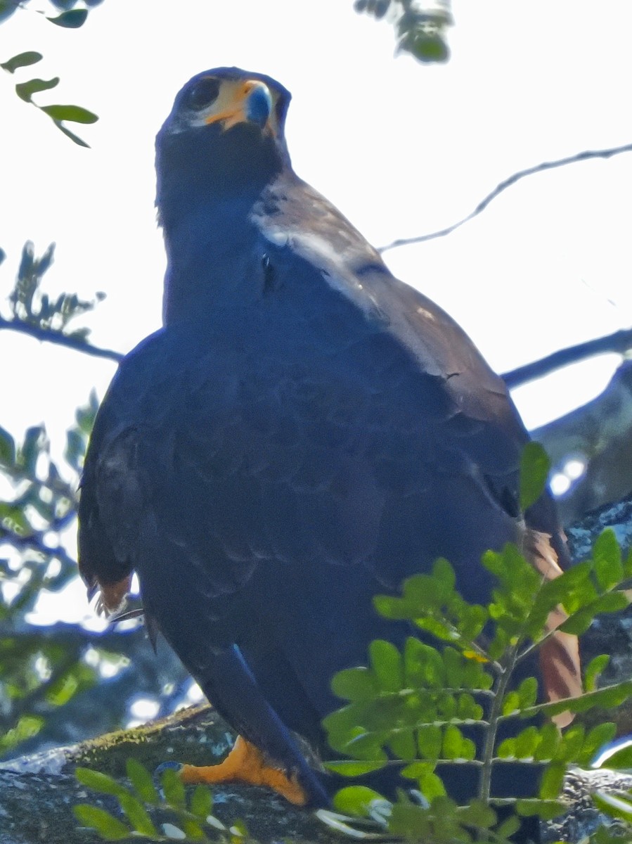 Common Black Hawk - ML619880538