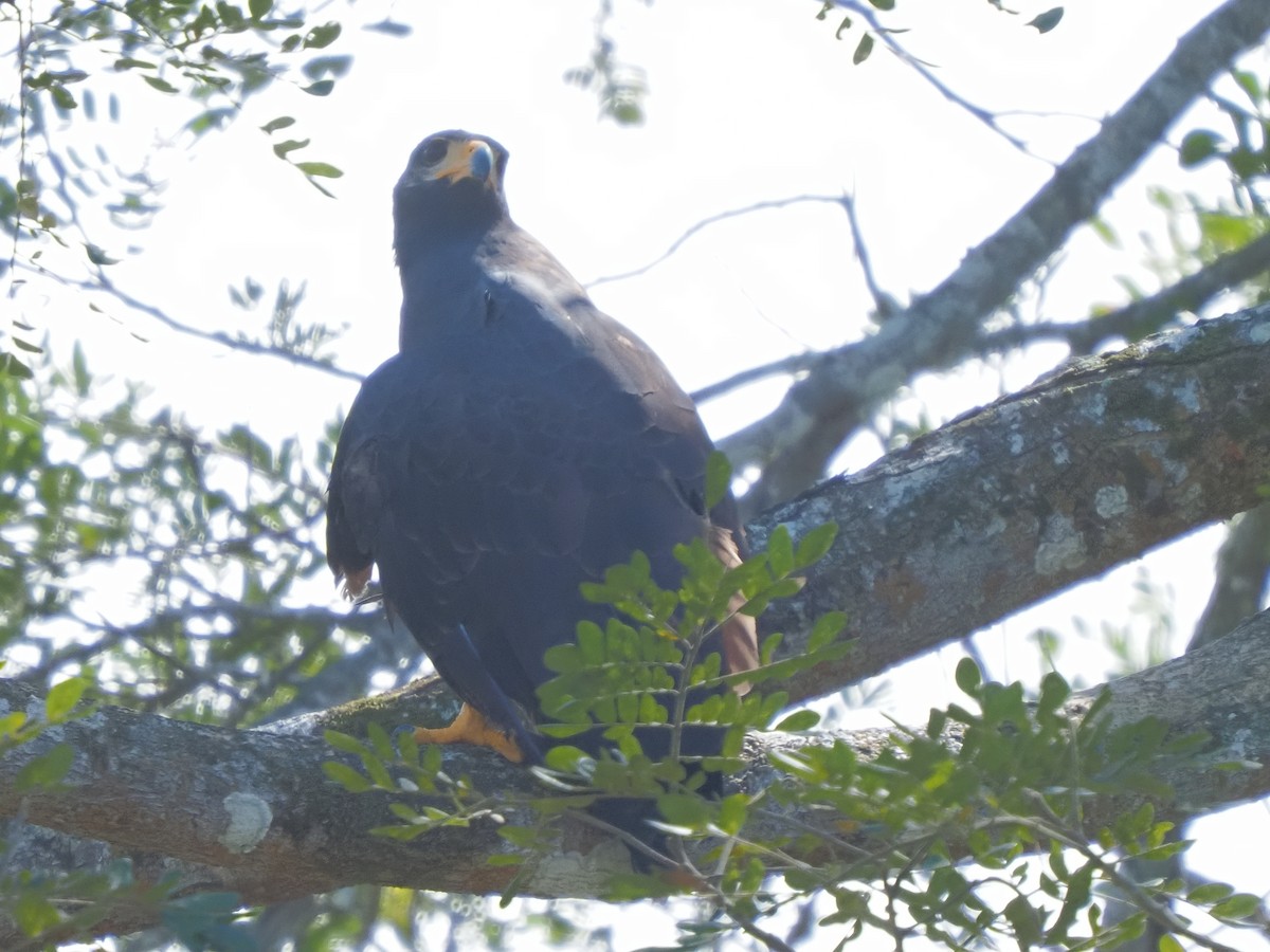 Common Black Hawk - ML619880539