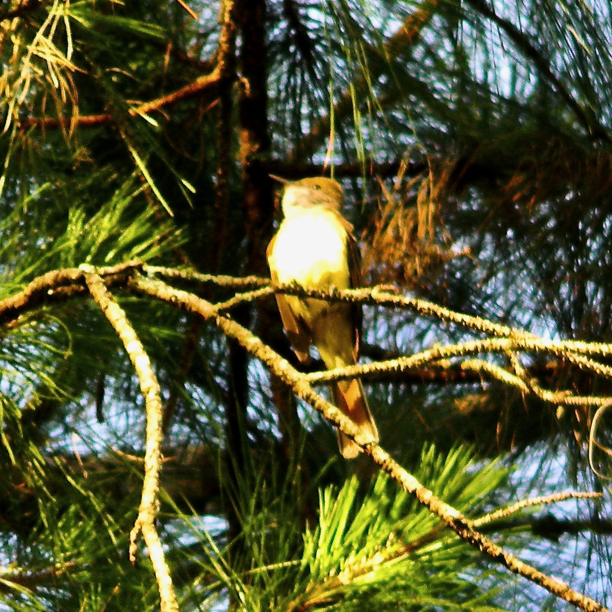 Great Crested Flycatcher - ML619880541