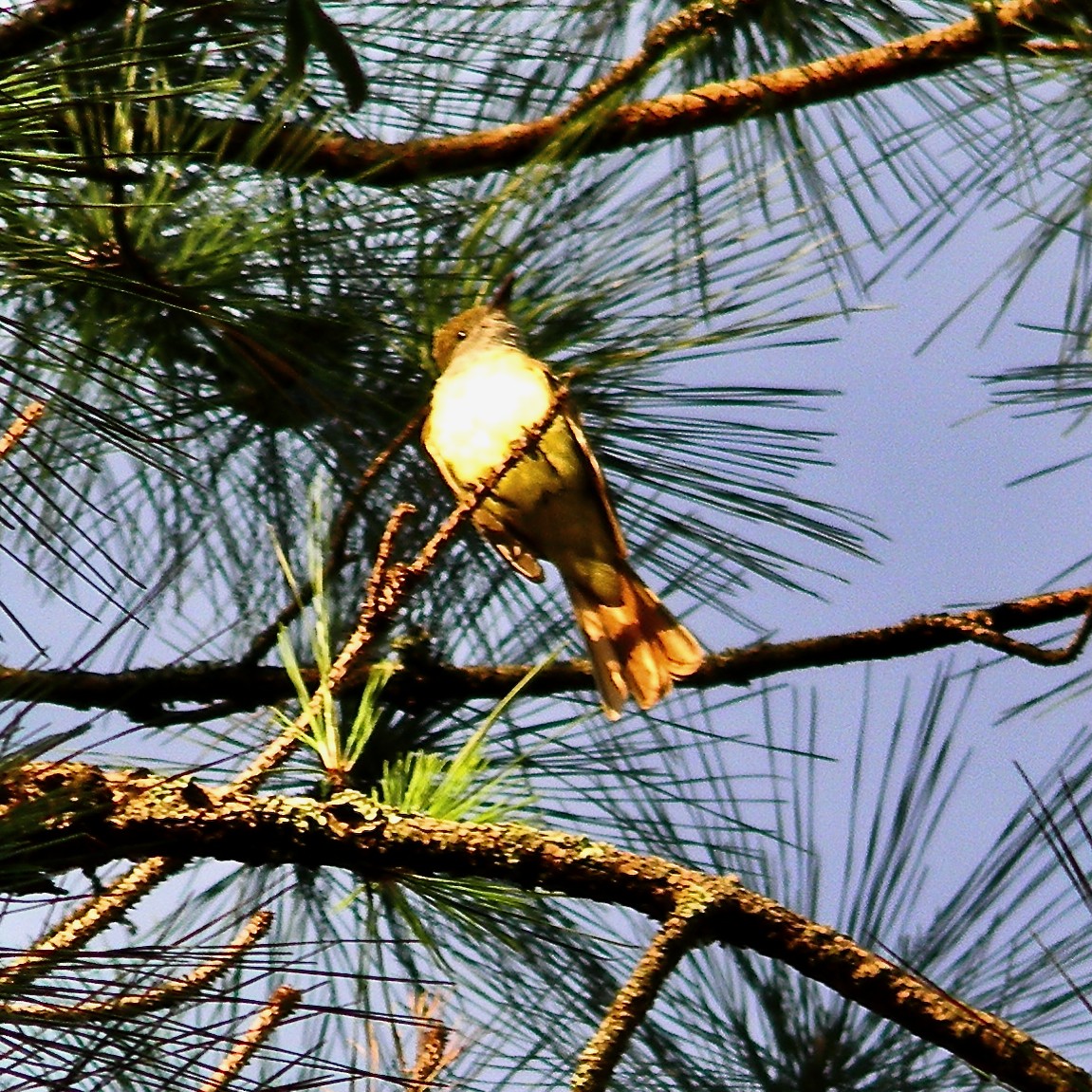 Great Crested Flycatcher - ML619880542