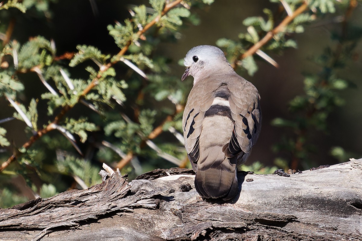 Emerald-spotted Wood-Dove - ML619880551