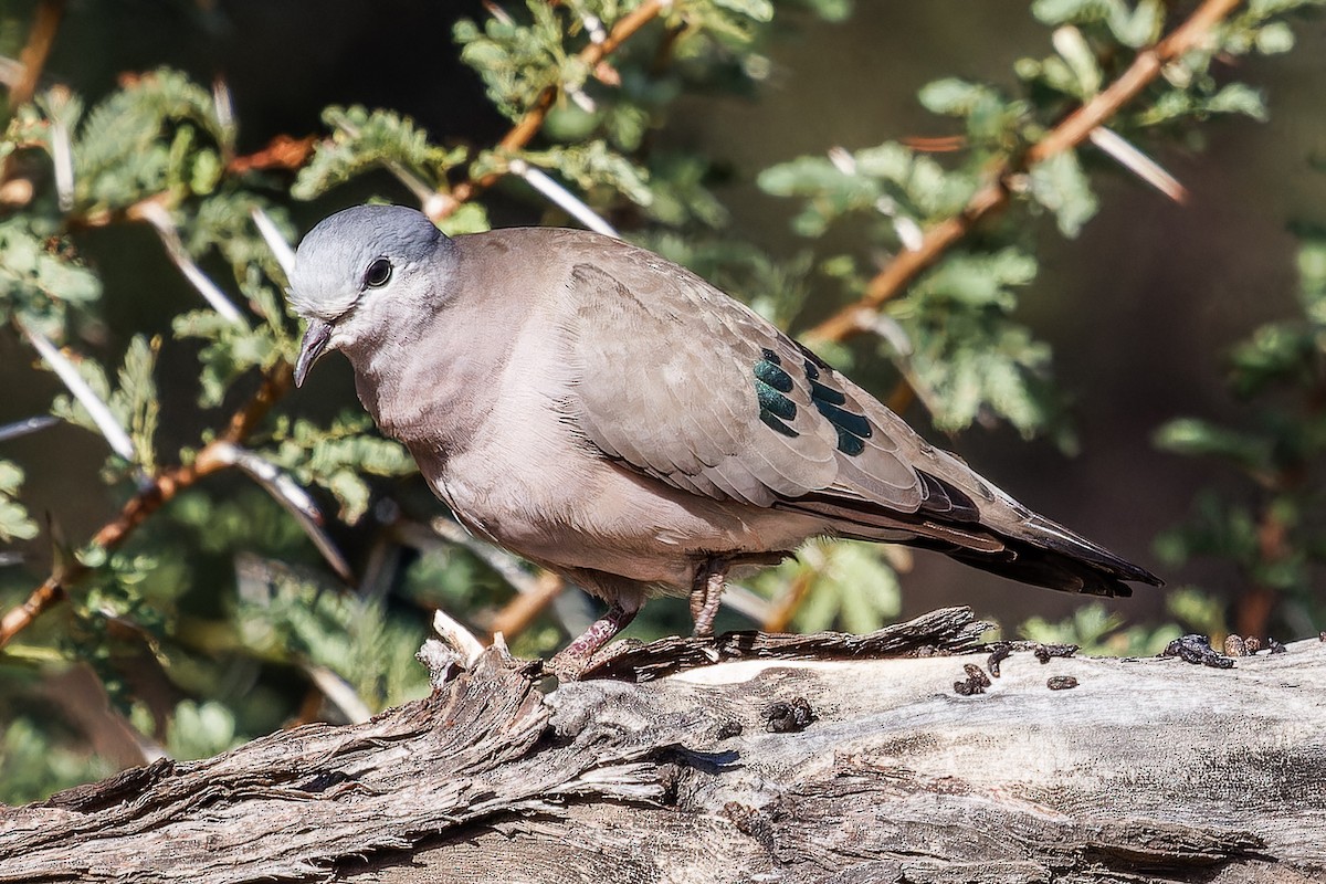 Emerald-spotted Wood-Dove - Albert Voigts von Schütz @ Leaflove Safari