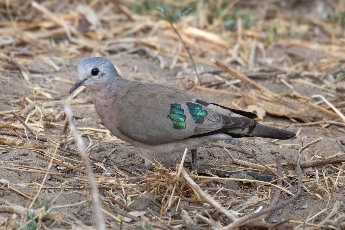 Emerald-spotted Wood-Dove - ML619880553