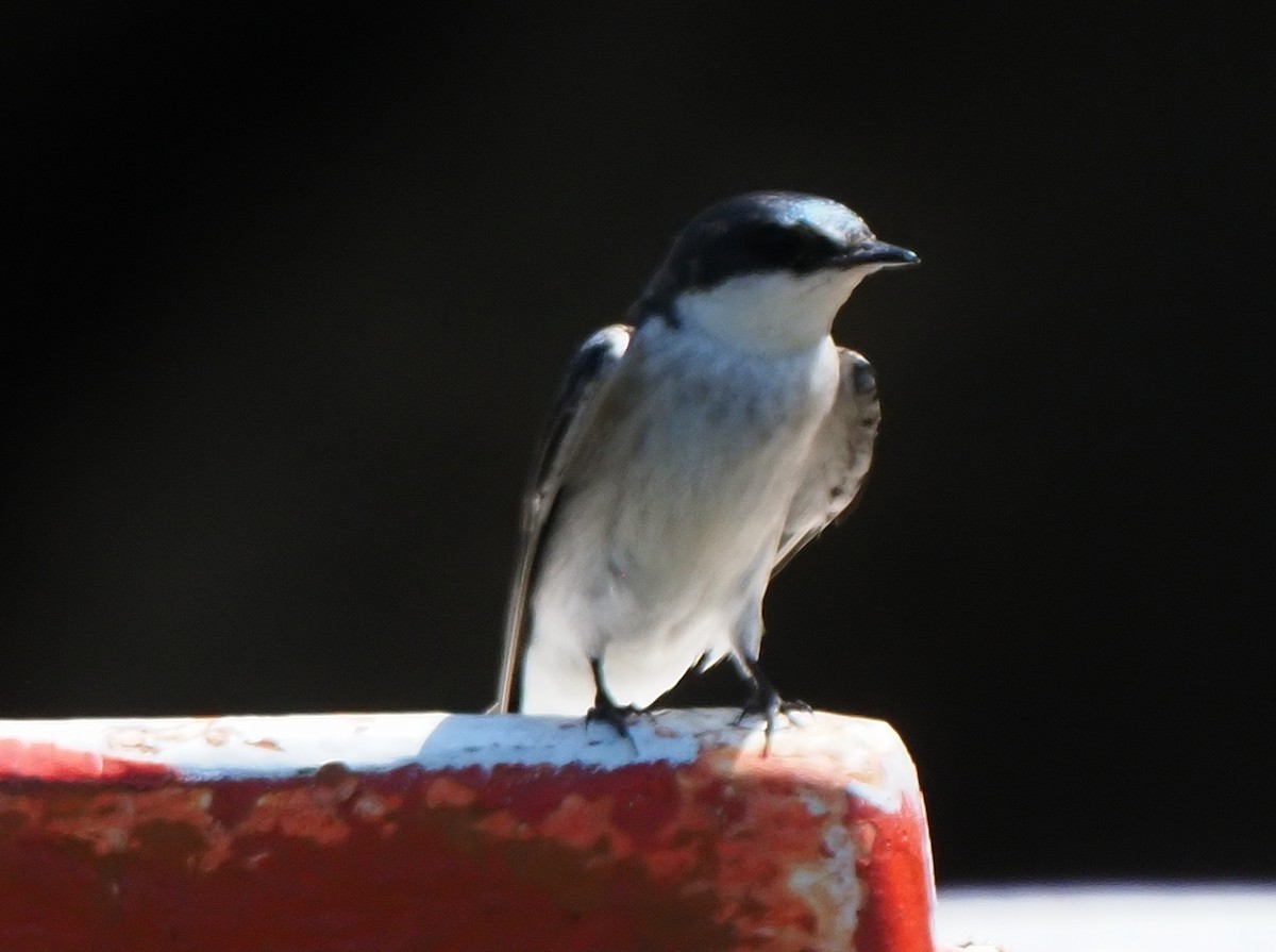 Mangrove Swallow - ML619880557