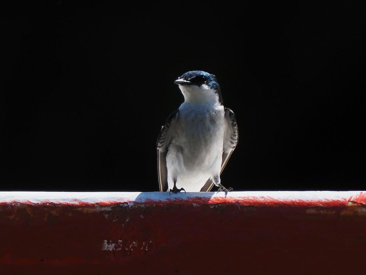 Mangrove Swallow - ML619880558