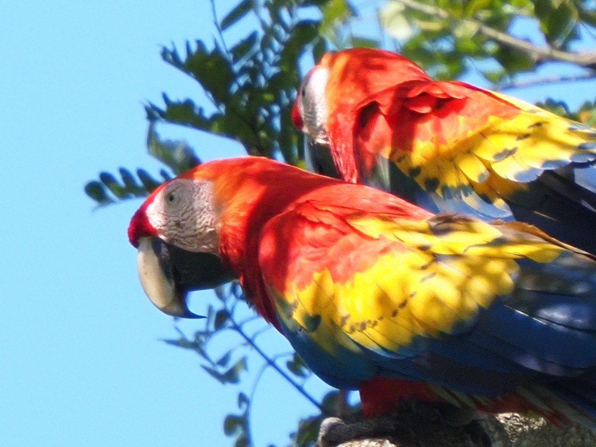 Scarlet Macaw - ML619880572