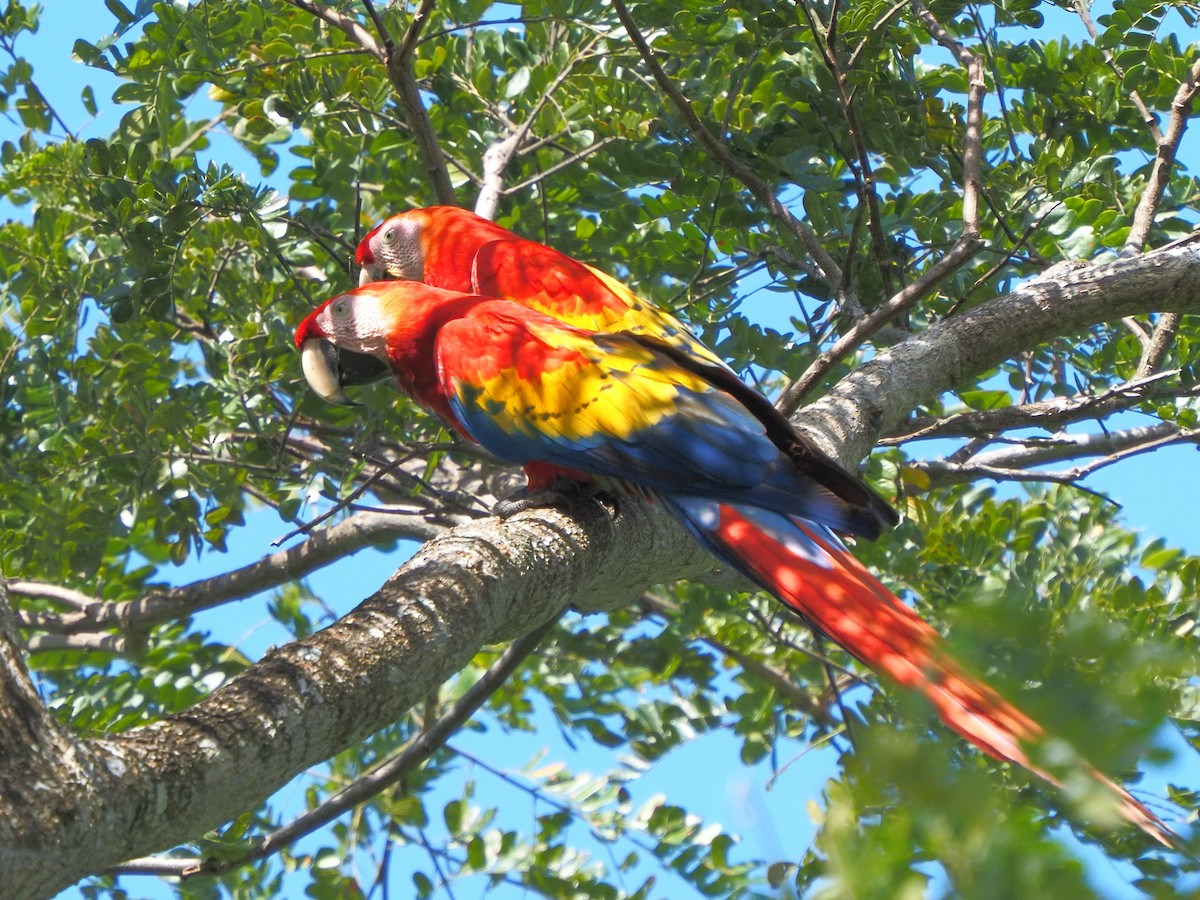 Scarlet Macaw - ML619880574