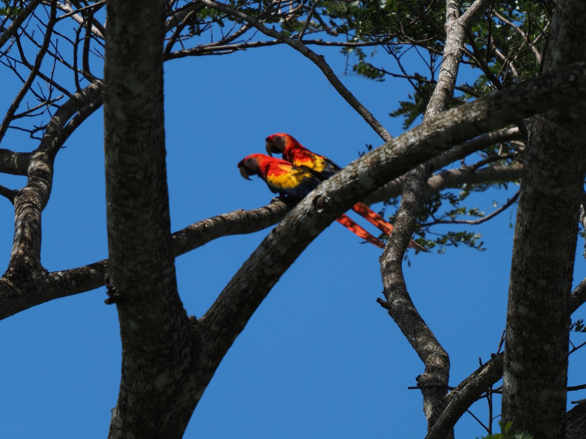 Scarlet Macaw - ML619880575