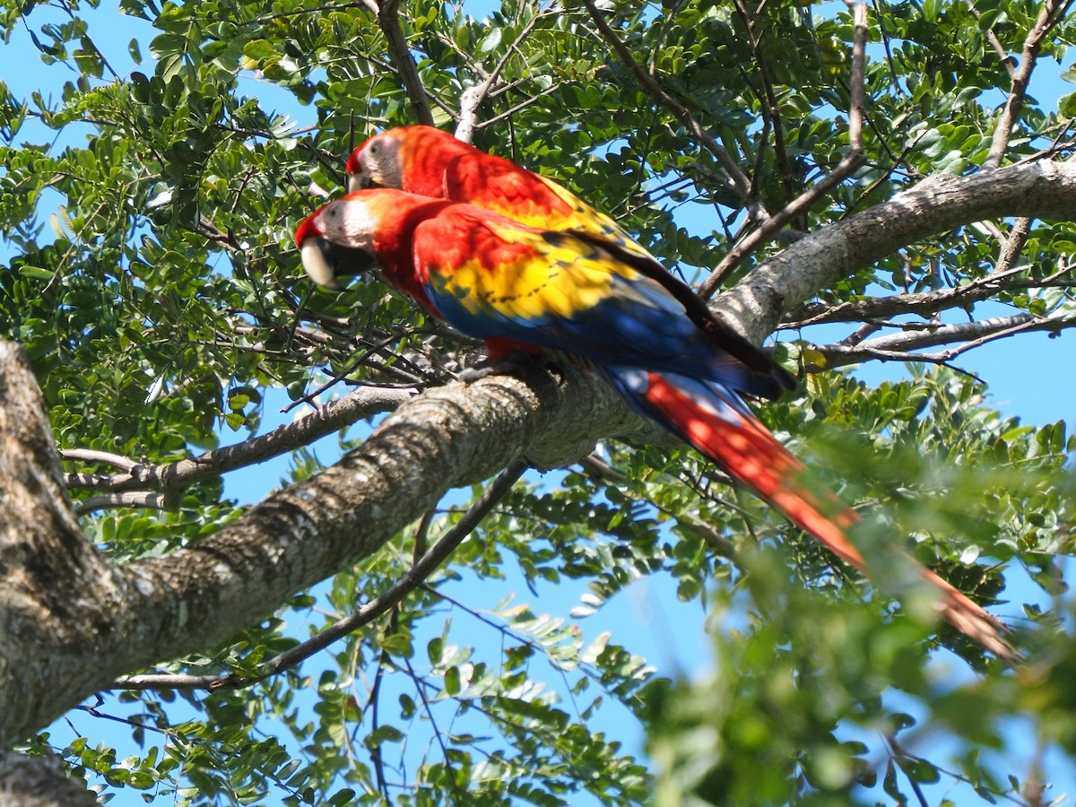 Scarlet Macaw - ML619880576