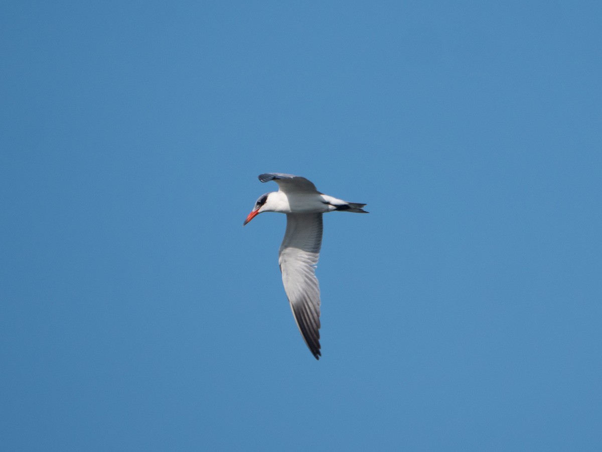 Caspian Tern - ML619880587