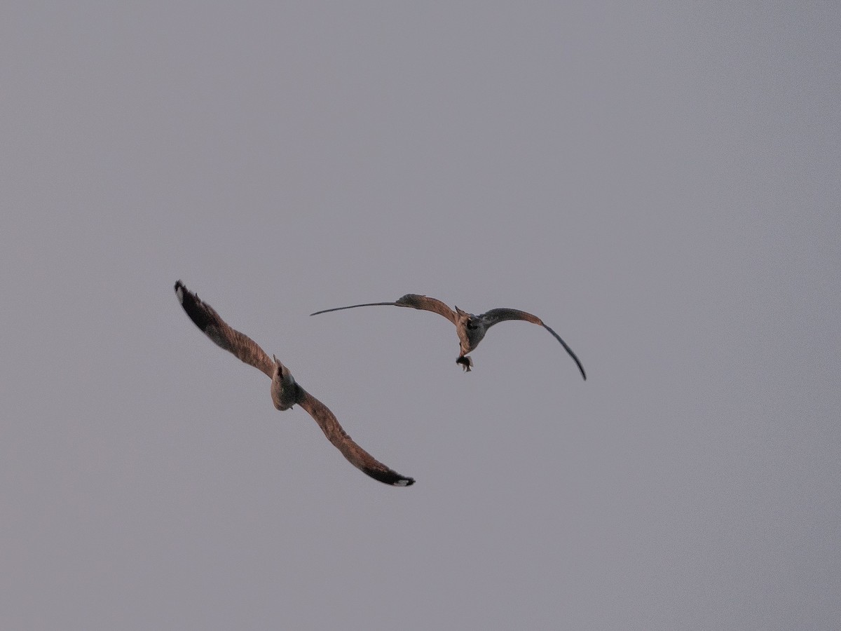 Caspian Tern - ML619880588