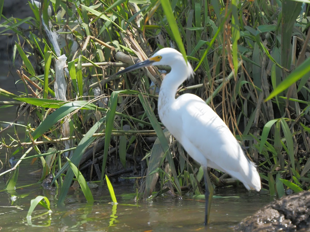 Snowy Egret - ML619880589