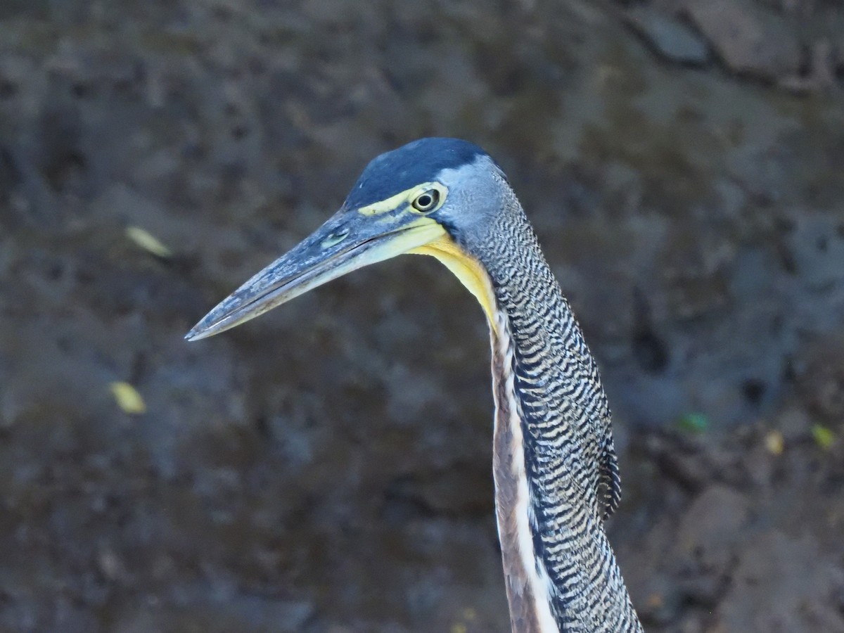 Bare-throated Tiger-Heron - ML619880603