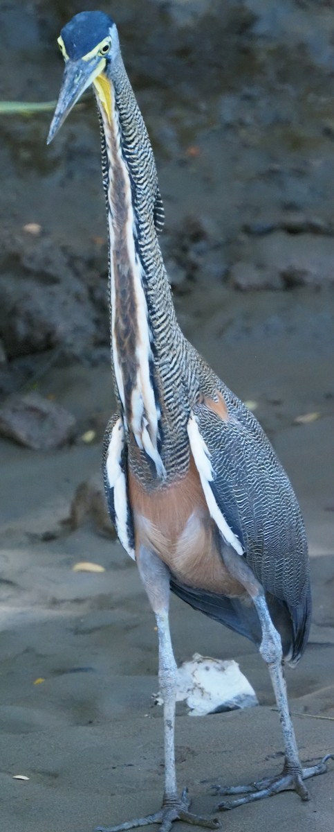 Bare-throated Tiger-Heron - ML619880604