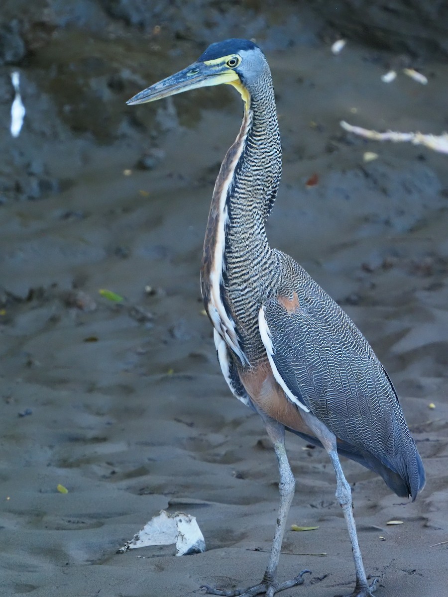 Bare-throated Tiger-Heron - ML619880605