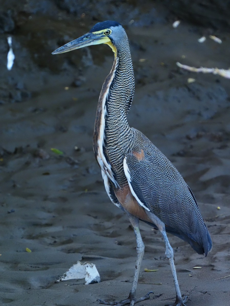 Bare-throated Tiger-Heron - ML619880606