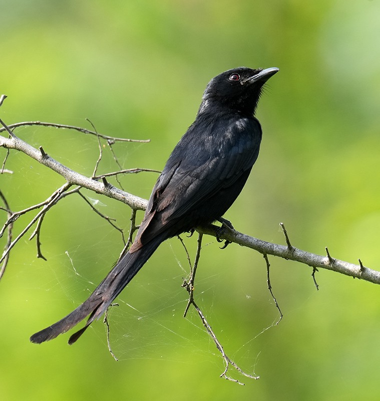 svartdrongo - ML619880608