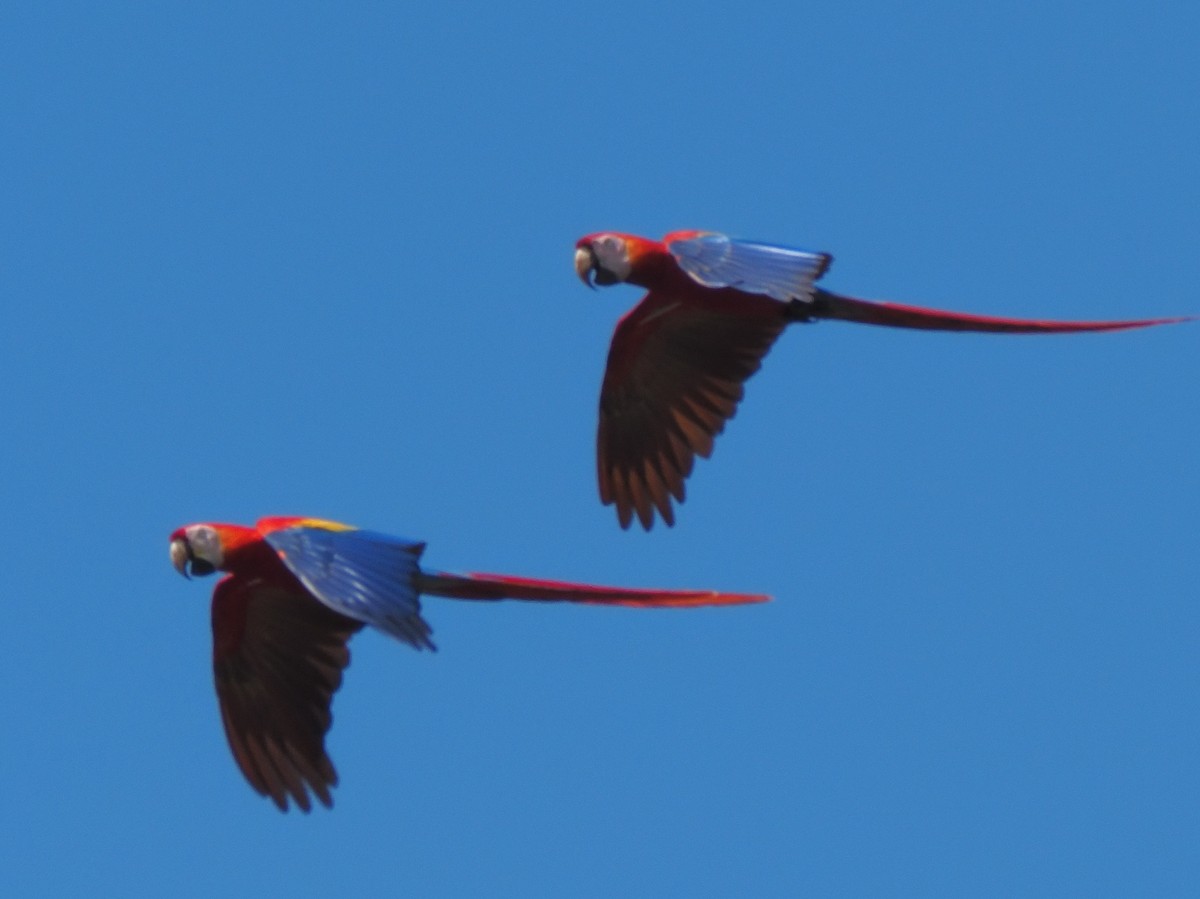 Scarlet Macaw - ML619880610