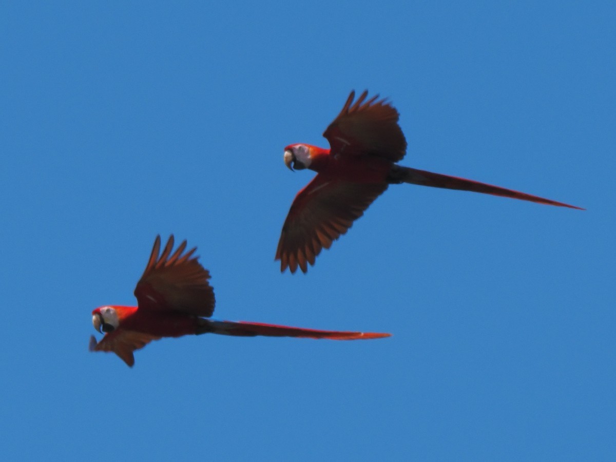 Scarlet Macaw - ML619880611