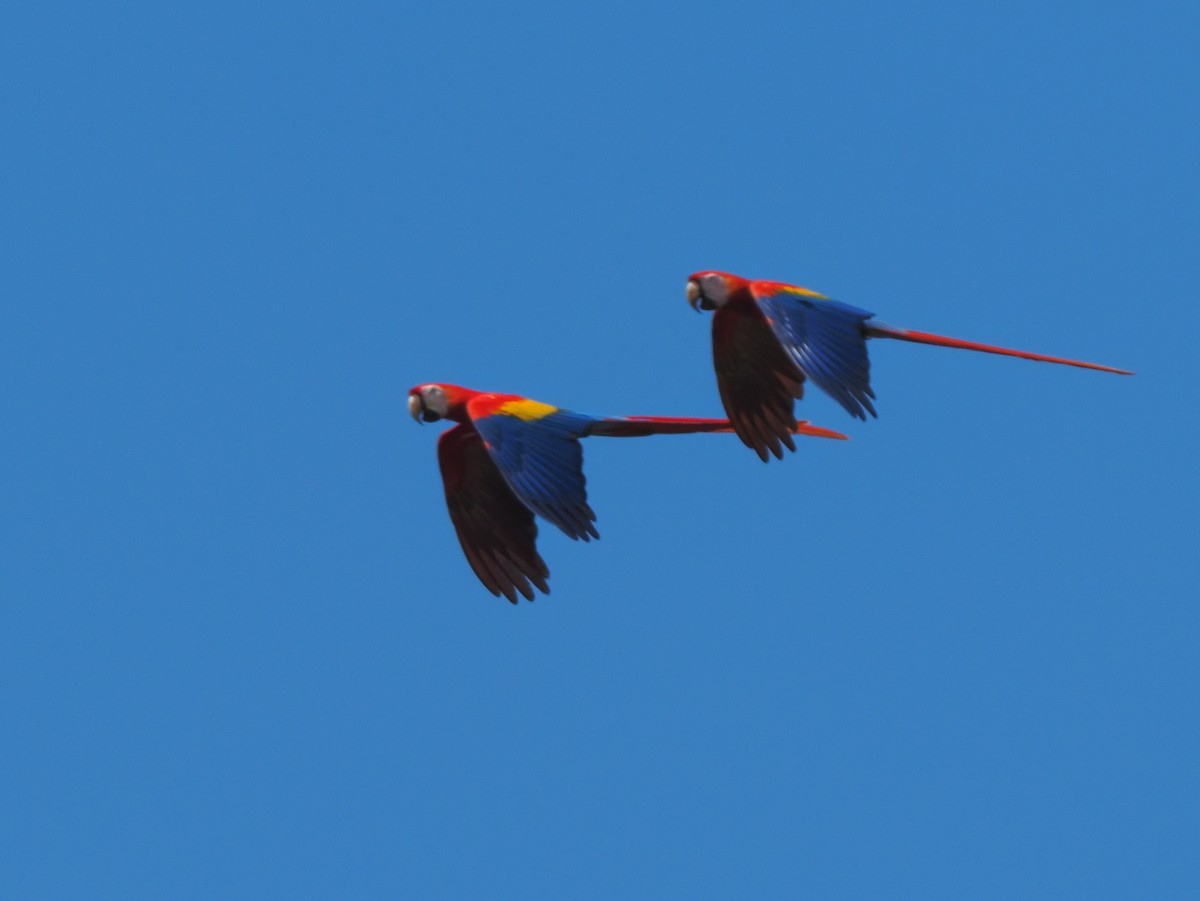 Scarlet Macaw - ML619880612