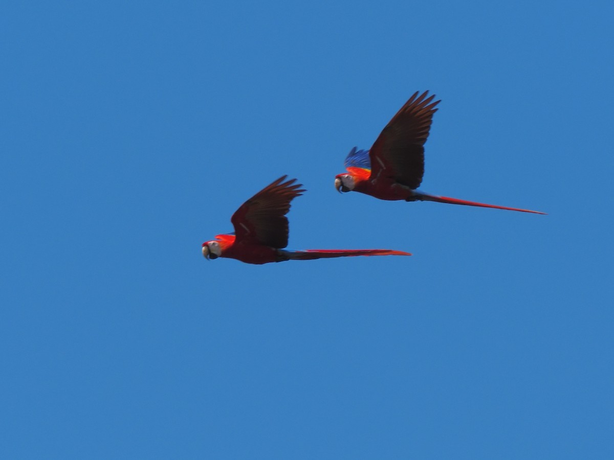 Scarlet Macaw - ML619880613
