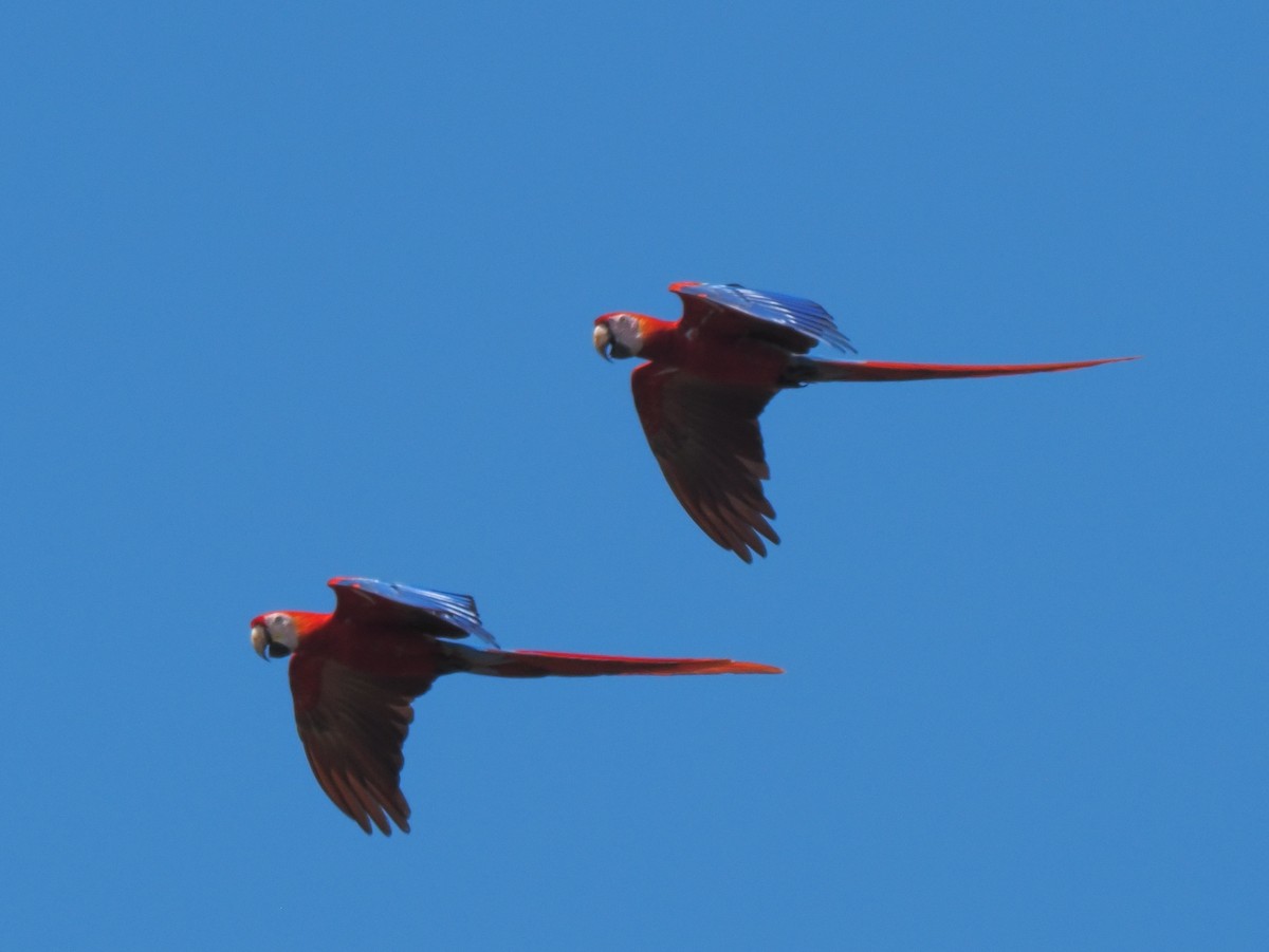 Scarlet Macaw - ML619880614