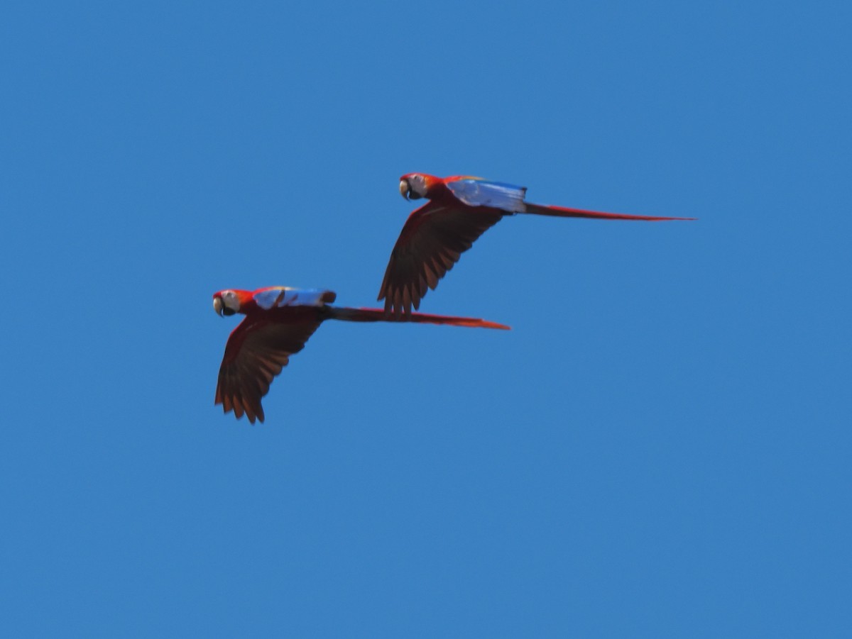 Scarlet Macaw - ML619880615
