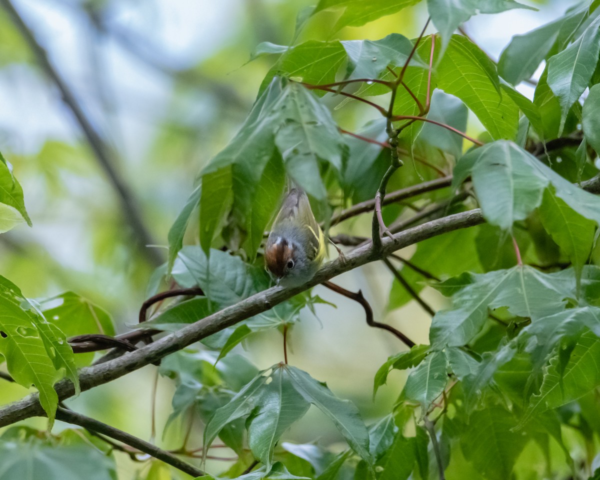 Chestnut-crowned Warbler - ML619880628