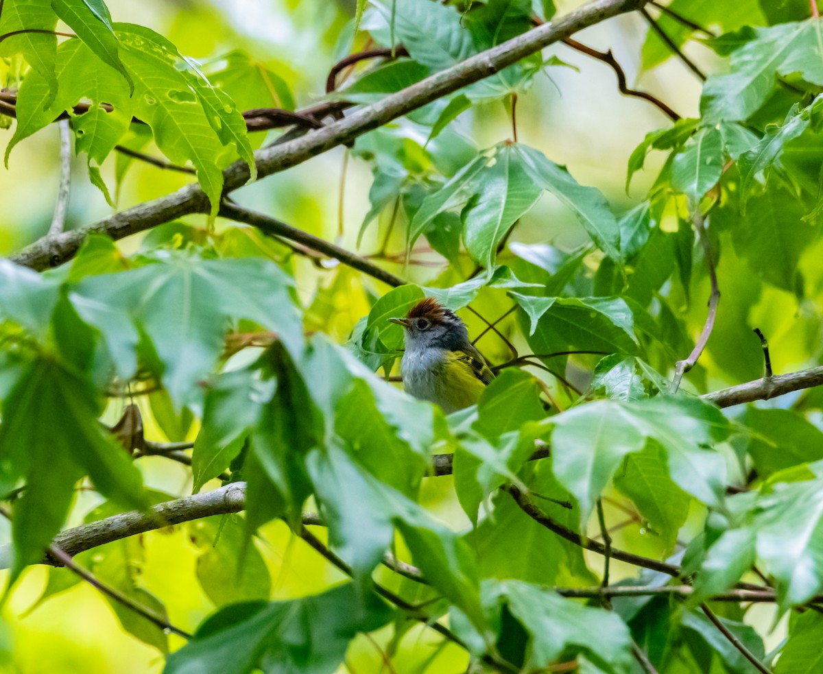 Chestnut-crowned Warbler - ML619880629