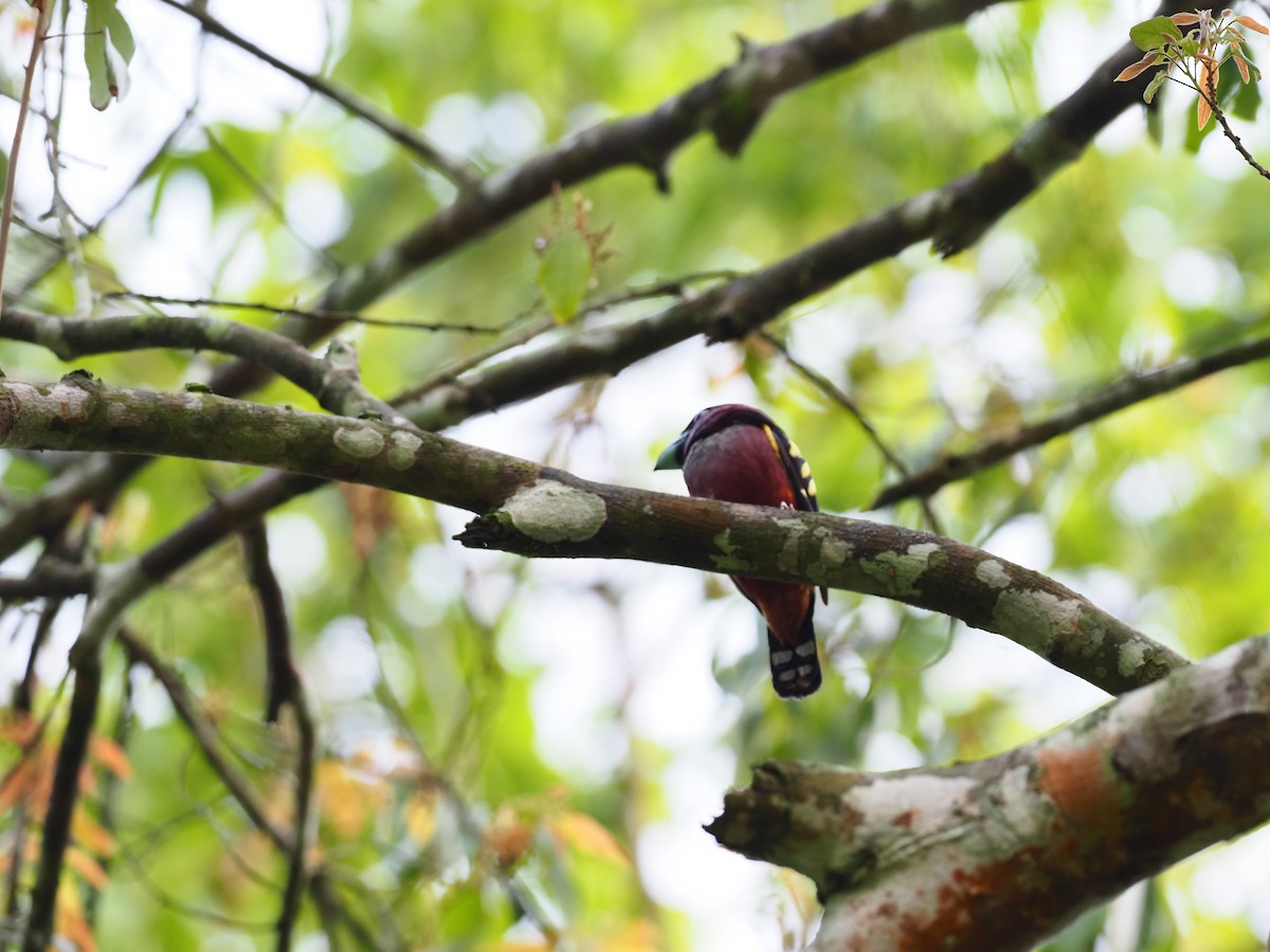 Black-and-red Broadbill - ML619880653